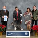 Terrier Group: GCHS Sky High Wish Upon a Star - Miniature Schnauzer